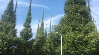 青山のお散歩コースに最適