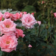 プリンセス　アイコ