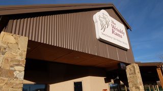 羊を間近で見られました