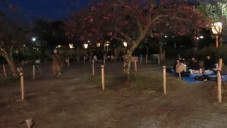 ライトアップが終わっていました