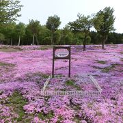 国際化した　「童話村たきのうえ芝ざくらまつり」