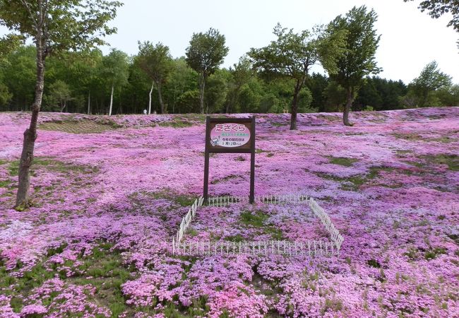 国際化した　「童話村たきのうえ芝ざくらまつり」