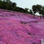 北海道を代表する観光名所、芝ざくら滝上公園