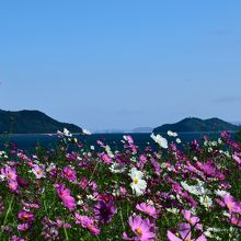 201610瀬戸大橋とコスモス