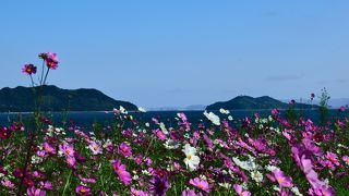 秋のコスモスもきれい