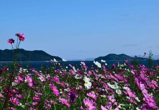 フラワーパーク浦島 クチコミ アクセス 営業時間 三豊 フォートラベル フラワーパーク浦島 クチコミ アクセス 営業時間 三豊 フォートラベル