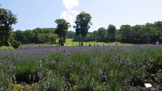 本州にもある、ラベンダーの名所