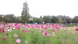 細長く広すぎて他のゾーンに行くには大変