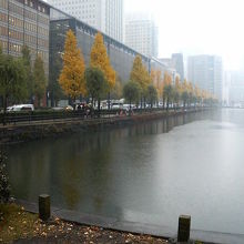 11月下旬でお堀沿いのイチョウが黄色く染まりました。