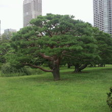 延遼館跡には、広々と広がった芝生と緑の樹々が残っているだけ。