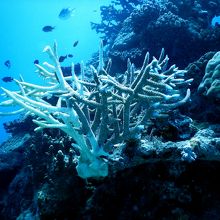 珊瑚礁の白化で過去最悪の危機に！　