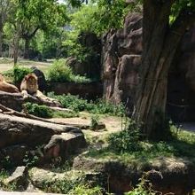 ライオンものんびりしている？