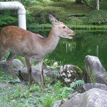 三仏堂横の池の鹿は人なつこかった!