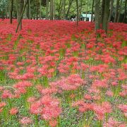 曼珠沙華が咲き乱れる華麗な光景は圧巻です！