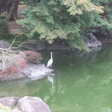 池に鳥がいました