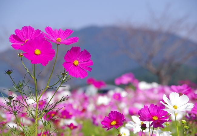 優しいコスモスに癒されます