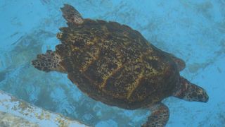 ウミガメがかわいい