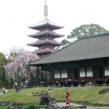 伝法院の庭から望む五重塔