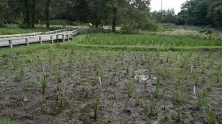 城跡の面影は感じないが無料なら良しとします。