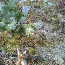 湖そばの径の花