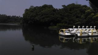 のどかでよいです。スワンボートあり。