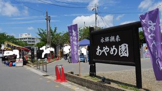 川に沿って縦長のアヤメ畑が広がる