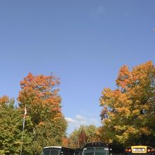 空と木々の紅葉