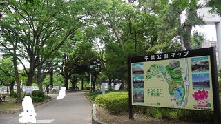 大賀ハスを見るために来た