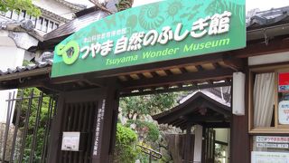 はく製がたくさん