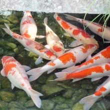 錦鯉がたくさんいました