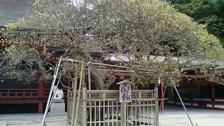 道真公を慕って飛んできた伝説の「飛梅」