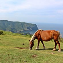 馬がのんびりお食事中