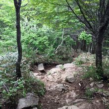 入笠山への登山道