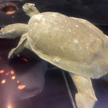 大人数でワイワイ来るのにいいお店です。予約は必須かも。