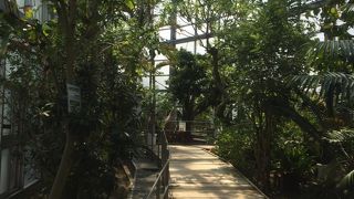 マングローブが…。