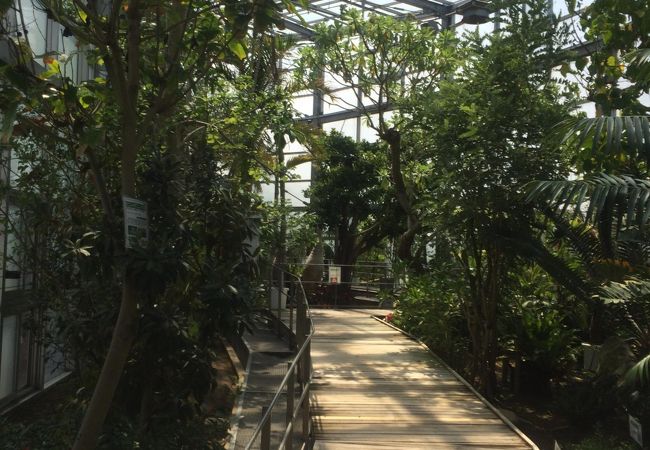 氷見市海浜植物園 クチコミ アクセス 営業時間 氷見 フォートラベル 氷見市海浜植物園 クチコミ アクセス 営業時間 氷見 フォートラベル
