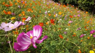 万博公園 コスモスフェスタでピクニック