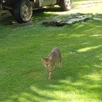 猫がいました。