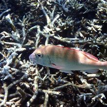 シュノーケルで見かけた魚