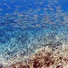 シュノーケルで見かけた魚３