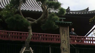 上野公園の月の松は、清水観音堂の前にある月のように円形になった松のことです。