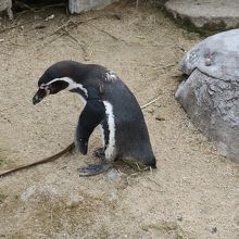 ペンギン！