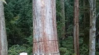 たくさんの御神木