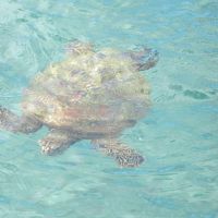 ウミガメのいるビーチ