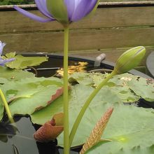 レストラン前のハス