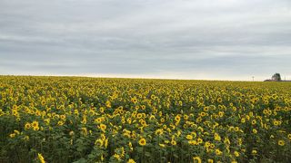 ひまわり畑(一部)