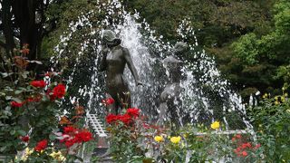 バラ園が見ごろを迎えていました