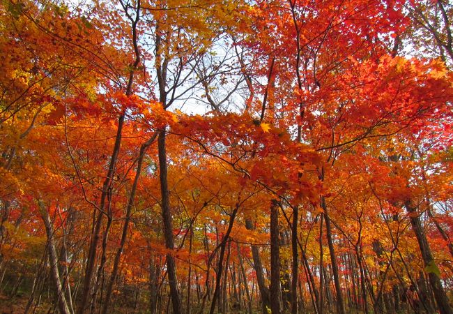 高丘森林公園