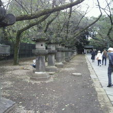 石灯籠と桜の木が、整然と並んでいる上野東照宮の参道沿いです。