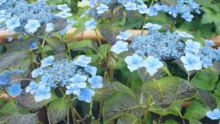紫陽花の定番！